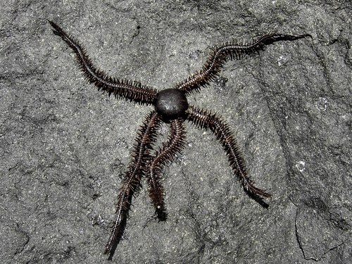 Blunt-Spined Brittle Star