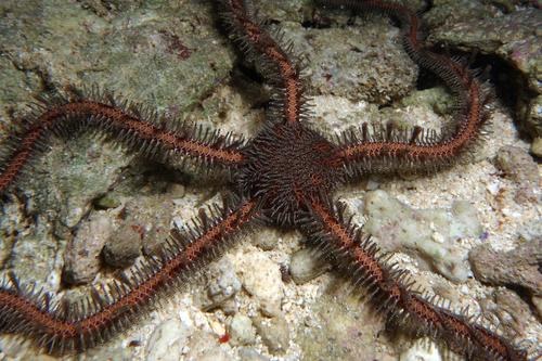 Red Brittle Star