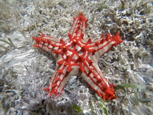 Colored General Starfish