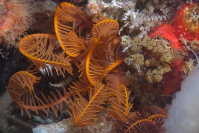 Feather Starfish