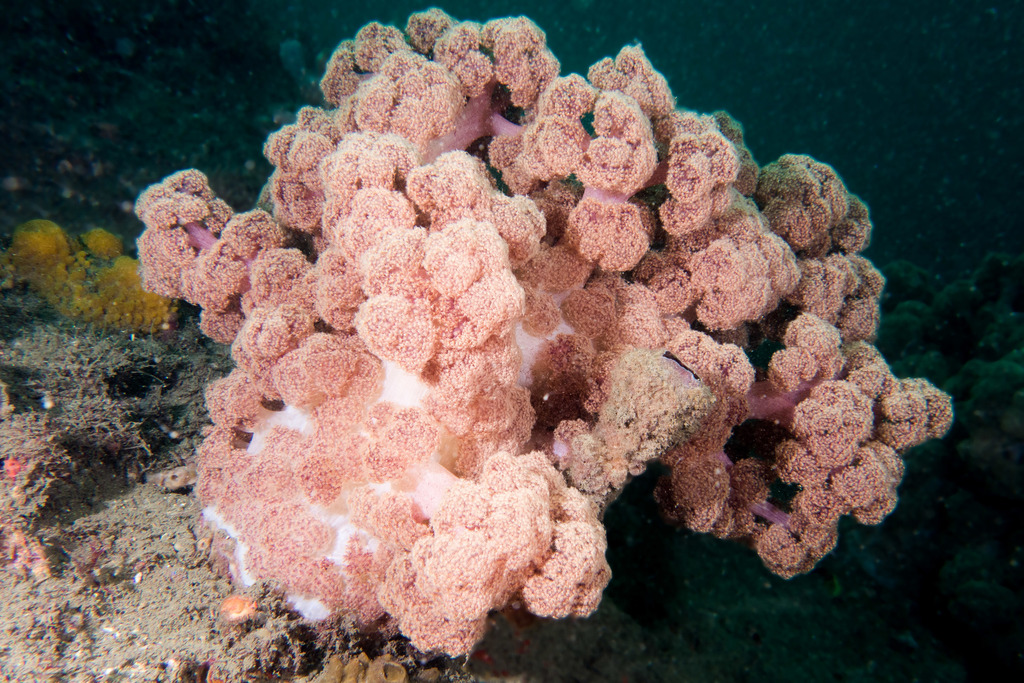 Cauliflower Pink on Rock