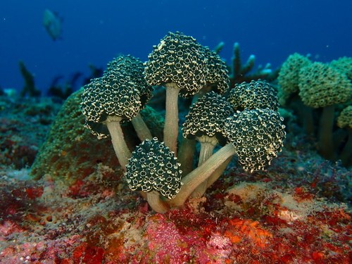 Blue Cauliflower Sponge