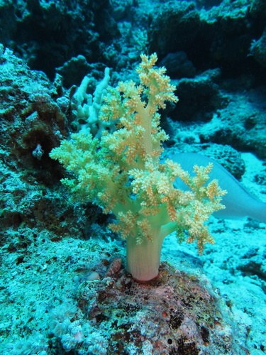 Brocolli Soft Coral