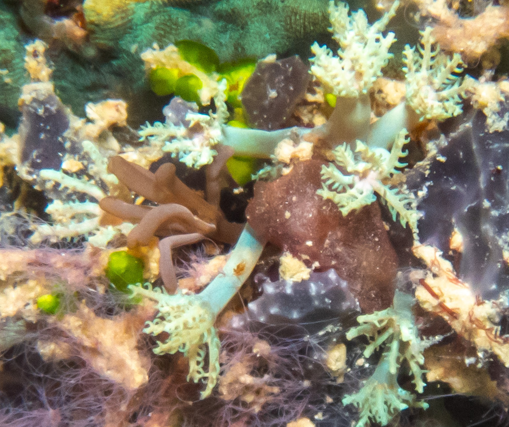 Blue Octopus Cladiella