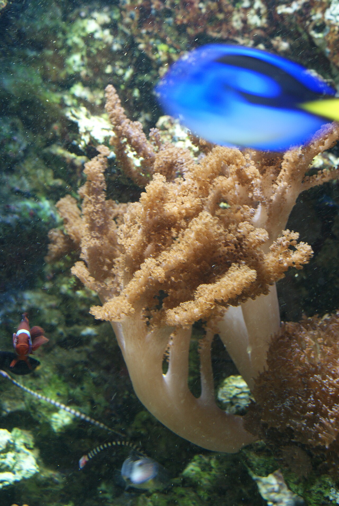 Yellow Cladiella Soft Coral