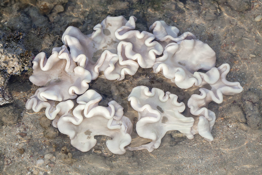 Finger Leather Soft Coral