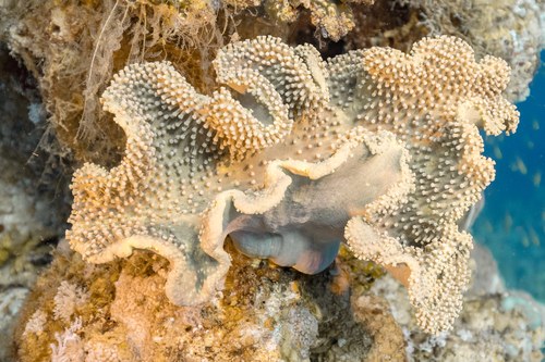 Braching Umbrella Soft Coral