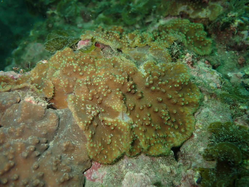 Photo of Finger Curly Soft Coral Green