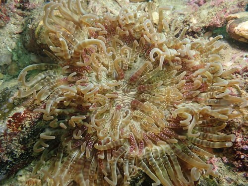 Red Tip Magnificent Anemone