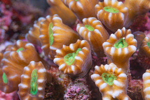 Red Green Big Pipe Trumpet Coral