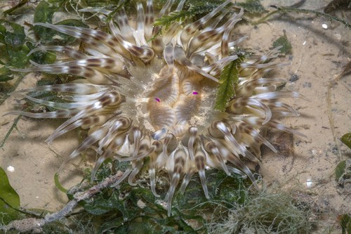 Red Base Anemone