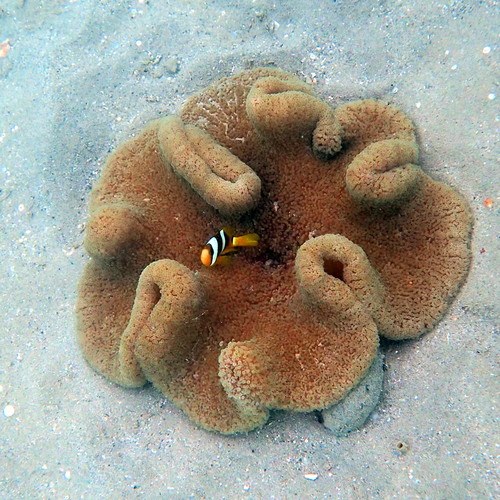 Blue Carpet Anemone