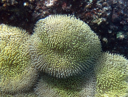 Mini Red Carpet Anemone