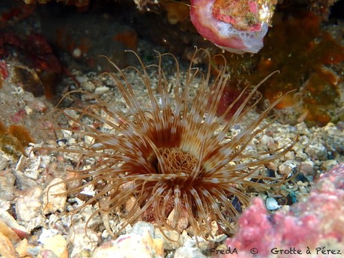Green Tube-Bldg Anemone