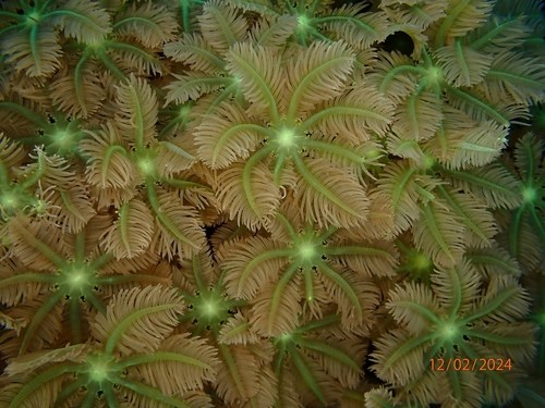 Star Polyps Metallic Green