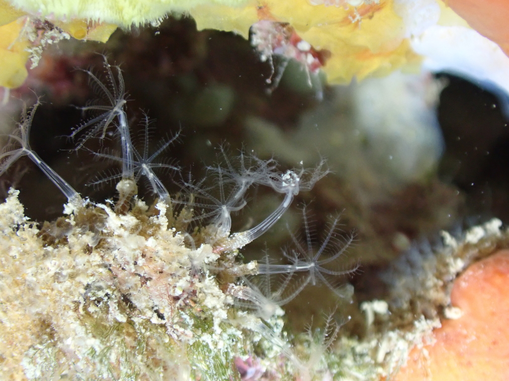 Gold Green Clove Polyps