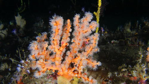Green Sun Coral