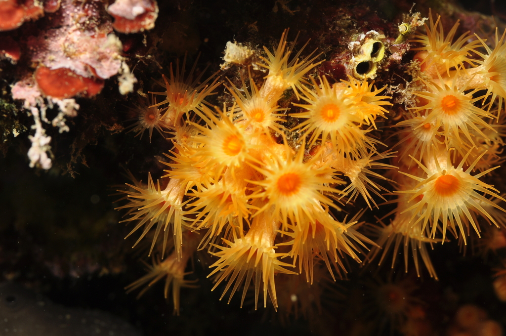 Photo of Polyps Yellow