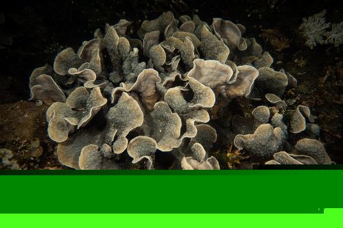 Brown eyes Green Thin Plating coral