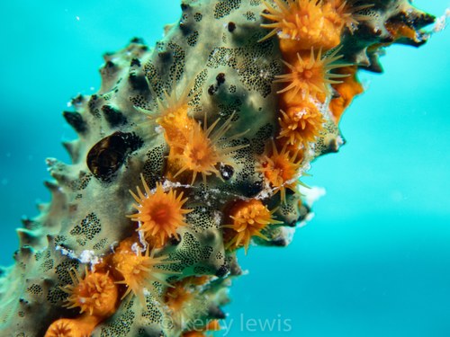 Stick Polyps