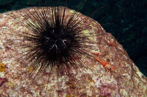 Black Long Spine Urchin