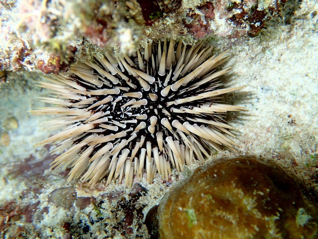 Short-Spine Urchin