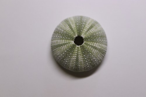 Coloured Short-Spine Urchin