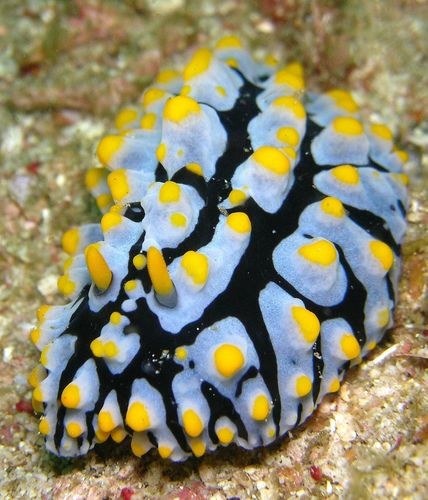 Warty Sea Slug