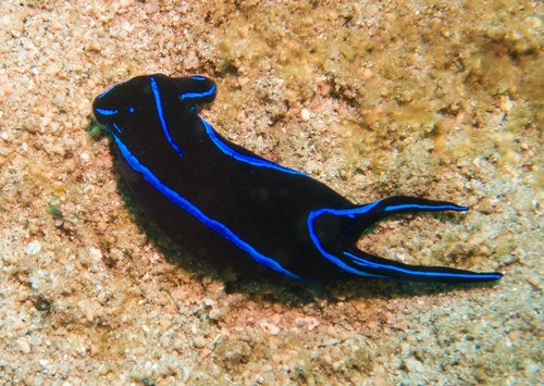 Flat worm eating nudi branch
