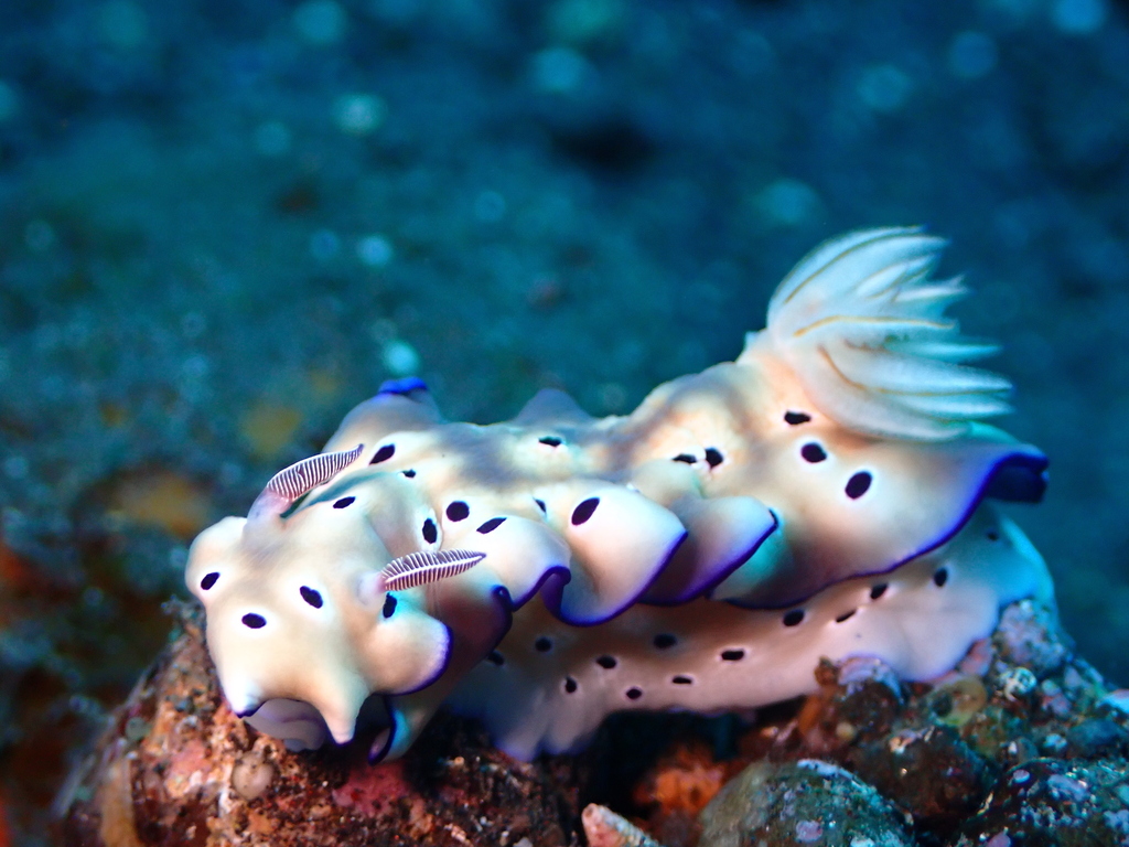 Bullock's Sea Slug"