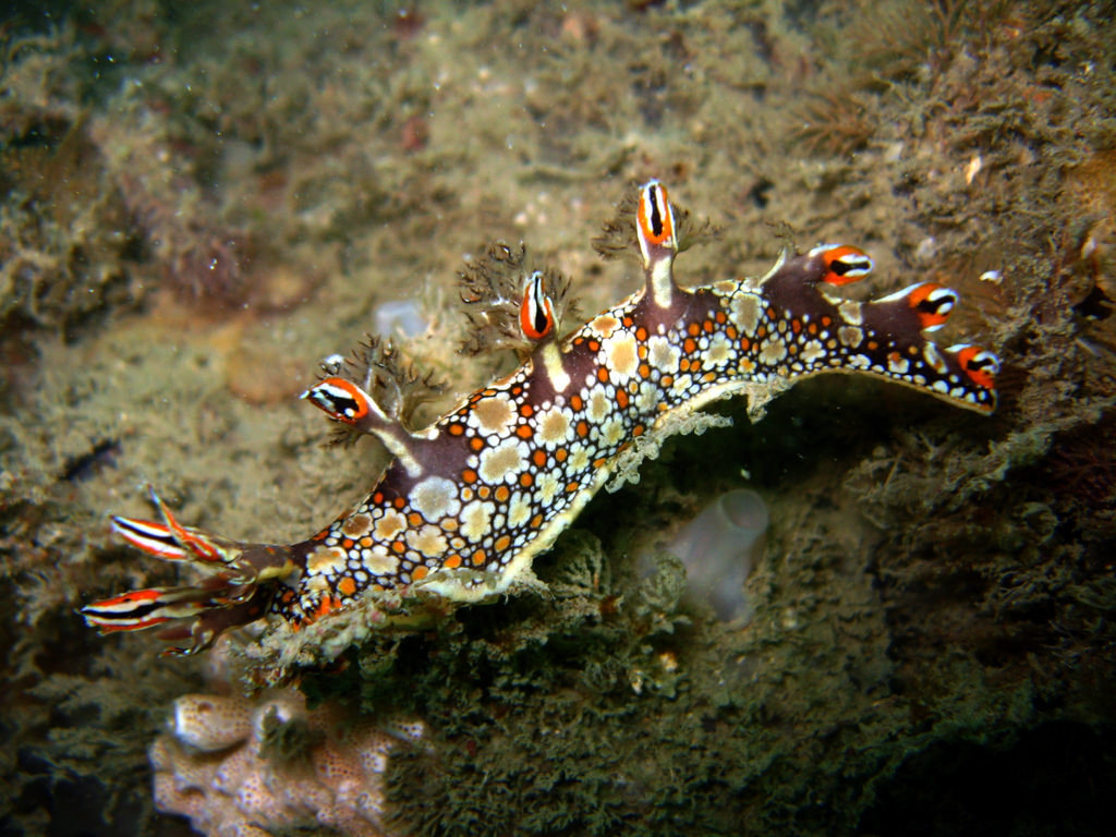 Photo of Red Dragon Sea Slug
