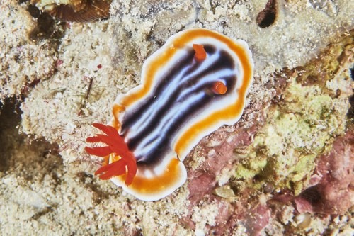 Magnificent Chromodoris
