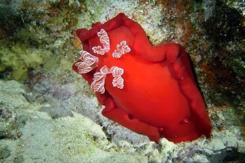 Spanish Dancer Nudibranchs