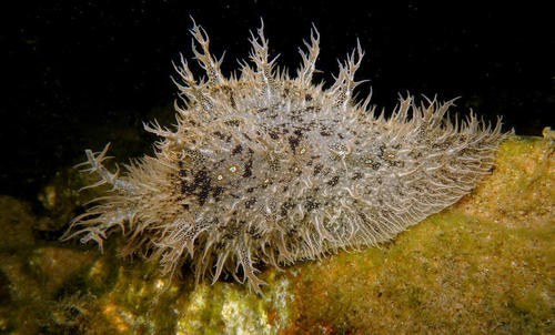 Blue-Spotted Sea Hare
