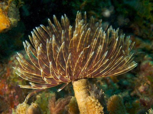 Giant Fanworm