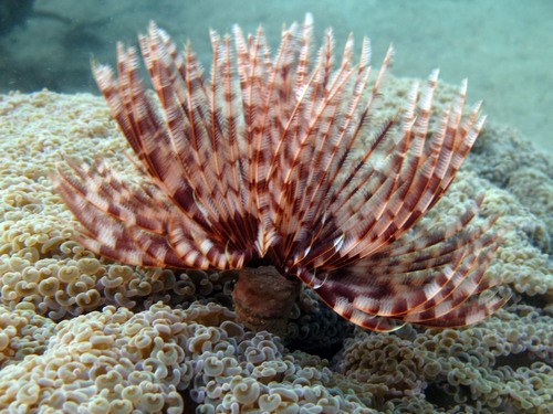 Yellow Feather Duster