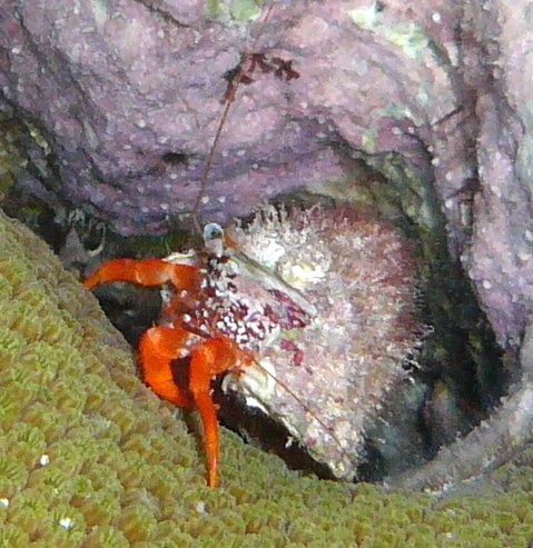 Polkadotted Hermit