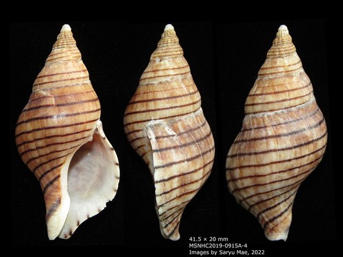 Leopard Snail