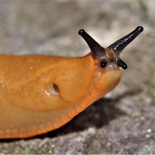 Red Flying Scallop