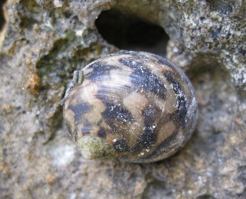 Zerbra Nerite