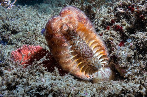 Sea Pen