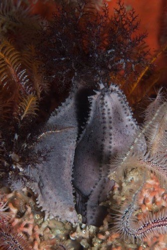 Yellow Sea Cucumber