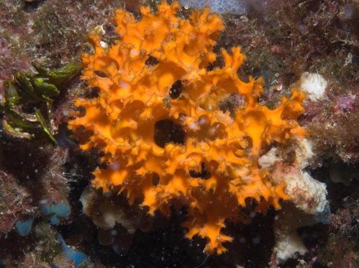 Sponge Yellow