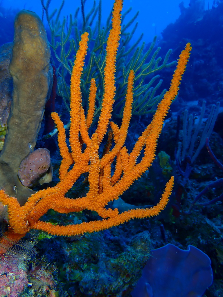 Photo of Orange Tree Sponge