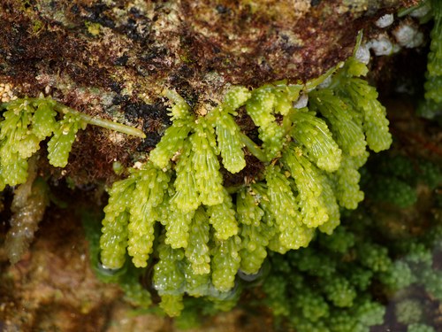 Grape Algae