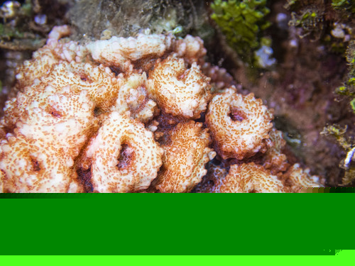 Two Colour chalice Coral