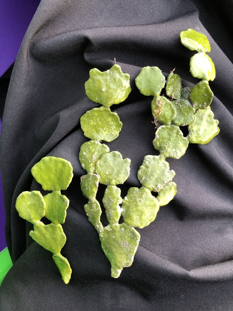 Photo of Halimeda (Cactus) Algae
