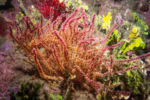 Blueberry Sea Fan