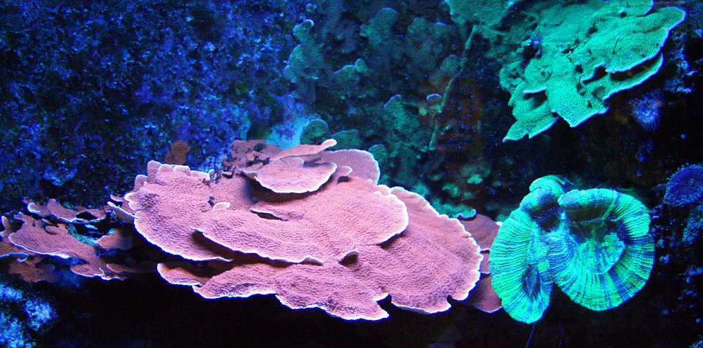 Blue Dot Red Mushroom