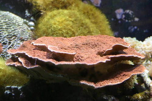 Purple Montipora Coral